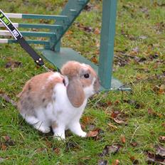 Kanin Sommerly´s Cuba Lime & Lemon