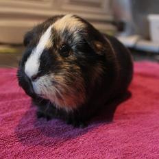 Marsvin Julina *Julle*