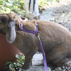 Kanin Hønsehusets Prazo Sioux Lakota