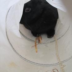 Kanin Clausen's Kiwi