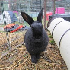 Kanin Clausen's Kiwi