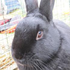 Kanin Clausen's Kiwi