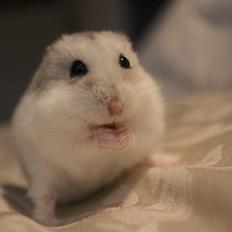 Dværghamster Alicia <3 *R.I.P*