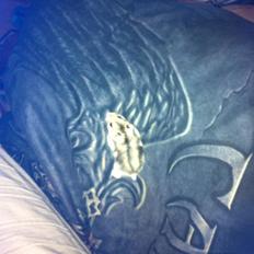 Dværghamster *Team Zette* Lille Star R.I.P