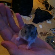 Dværghamster *Team Zette* Lille Star R.I.P