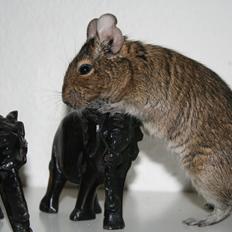 Degu Mi Hijo