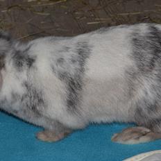 Kanin Dværgvædder // Jenna