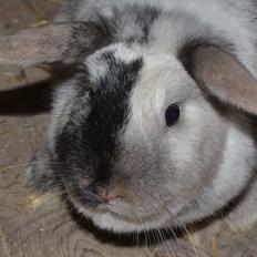 Kanin Dværgvædder // Jenna