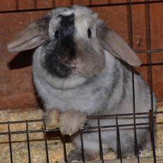 Kanin Dværgvædder // Jenna