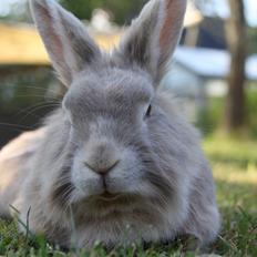 Kanin Nuggi R.I.P D':