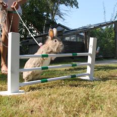 Kanin Nuggi R.I.P D':