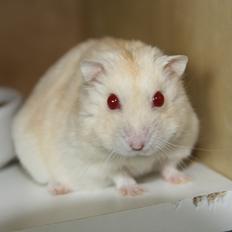 Dværghamster Shakespeares Romeo