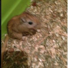 Ørkenrotte ~*Team Pet*~'s Mango  - Tango<3