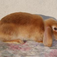 Kanin Freja von den Hasengarten