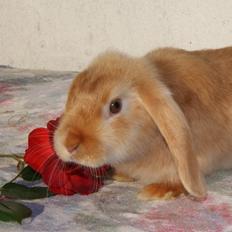 Kanin Freja von den Hasengarten