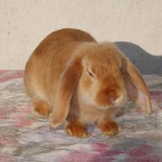 Kanin Freja von den Hasengarten