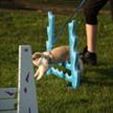 Kanin stald twister fabulous kodi