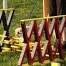 Kanin stald twister fabulous kodi