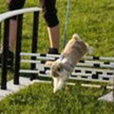 Kanin stald twister fabulous kodi