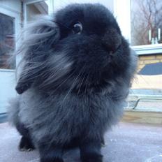 Kanin stald neas limoncello shot af stald twister