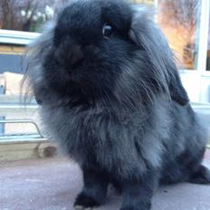 Kanin stald neas limoncello shot af stald twister