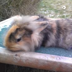 Kanin Tantetuts Marilyn