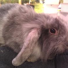 Kanin Tantetuts Figaro