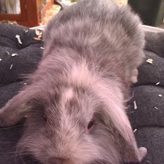 Kanin Tantetuts Figaro