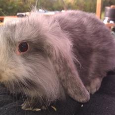 Kanin Tantetuts Figaro