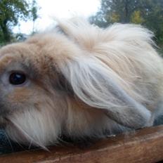 Kanin Tantetuts Malie