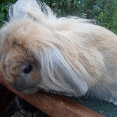 Kanin Tantetuts Malie