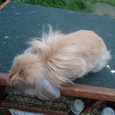 Kanin Tantetuts Malie