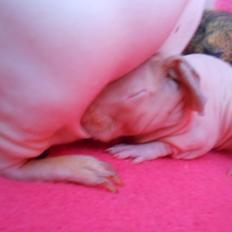 Marsvin - Pinkies Adonis