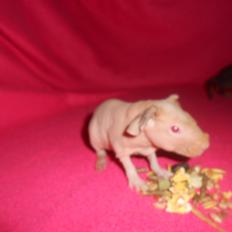 Marsvin - Pinkies Absalon