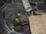 Degu Kurt