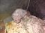 Hamster Bugsy III