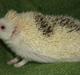 Pindsvin Sabbils Spotty