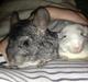 Chinchilla Kuno/Lille