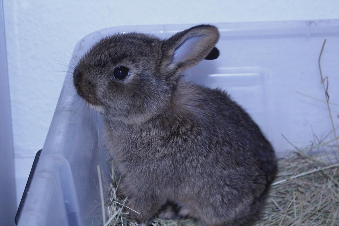 Kanin Million Dollar Baby - Første dag jeg havde hende :D
Foto: Mig. billede 8
