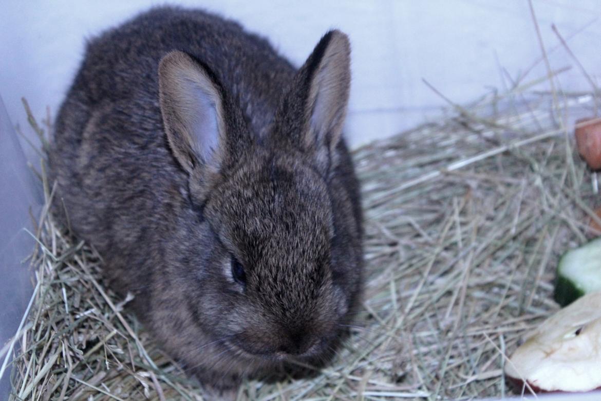 Kanin Million Dollar Baby - Foto: Mig. billede 2