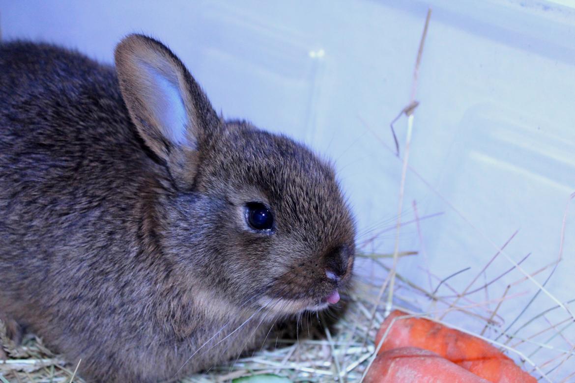 Kanin Million Dollar Baby - Rækker tunge! :D Foto: Mig. billede 3