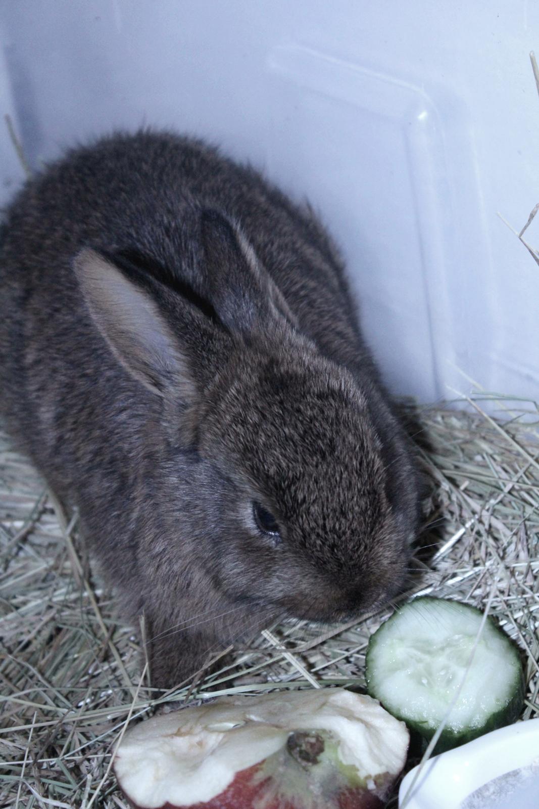 Kanin Million Dollar Baby - Foto: Mig. billede 6