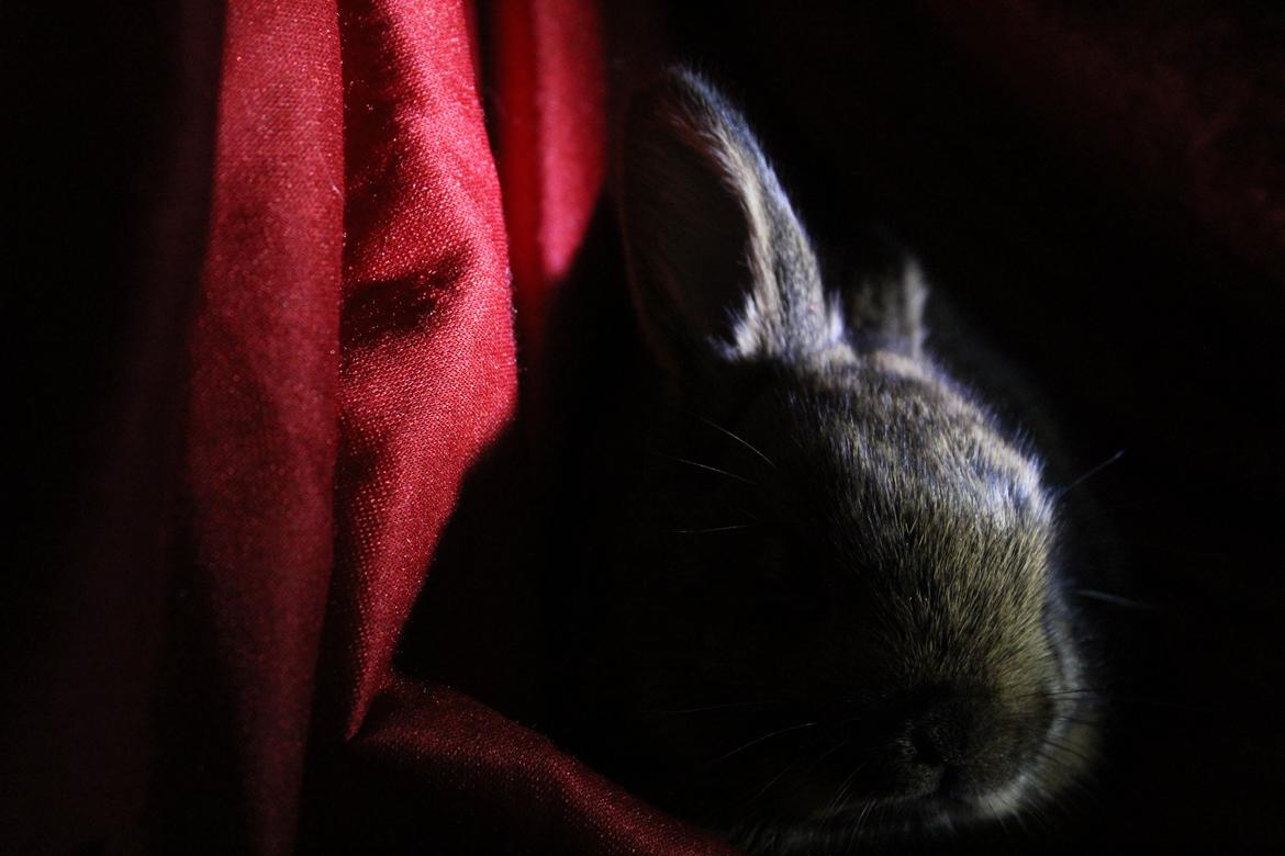 Kanin Million Dollar Baby - Welcome, and enjoy your visit! :D billede 1