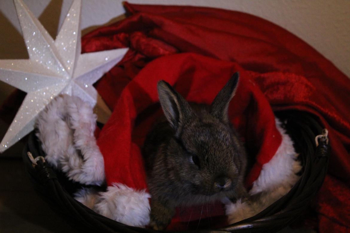 Kanin Million Dollar Baby - Foto: Mig. billede 5