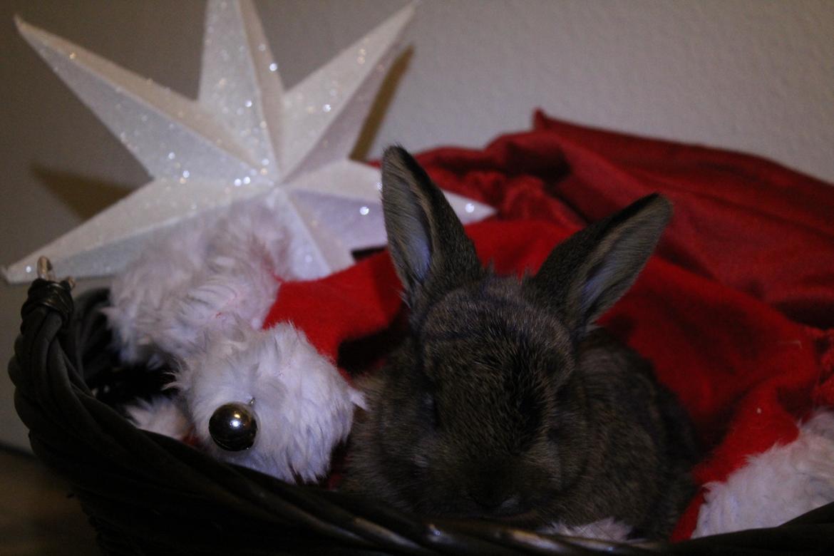 Kanin Million Dollar Baby - Foto: Mig. billede 7