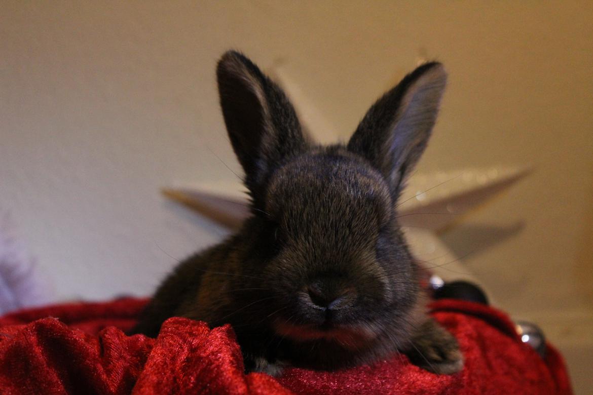 Kanin Million Dollar Baby - Baby med julestjerne i baggrunden! ;) Foto: Mig. billede 4