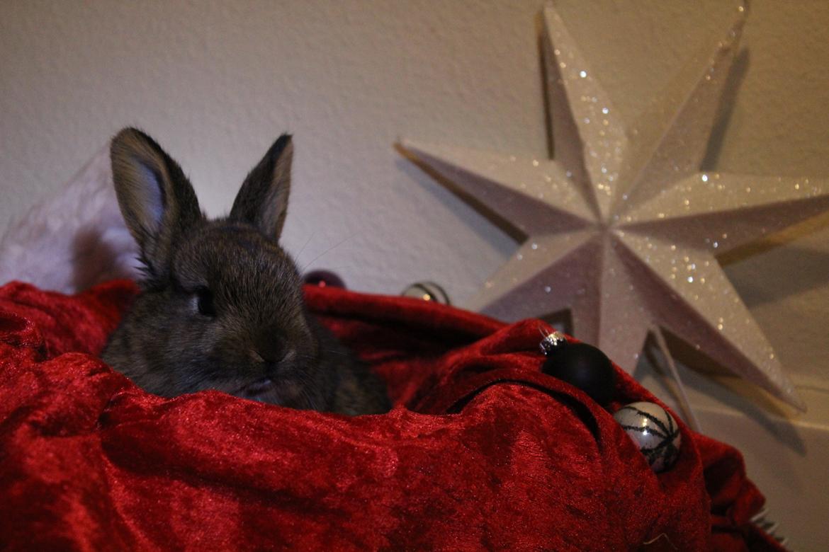 Kanin Million Dollar Baby - I rigtig julestemning! :D Foto: Mig. billede 9