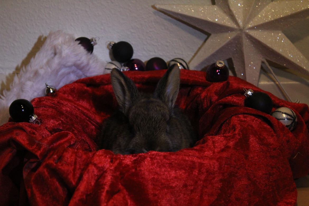 Kanin Million Dollar Baby - Foto: Mig. billede 10