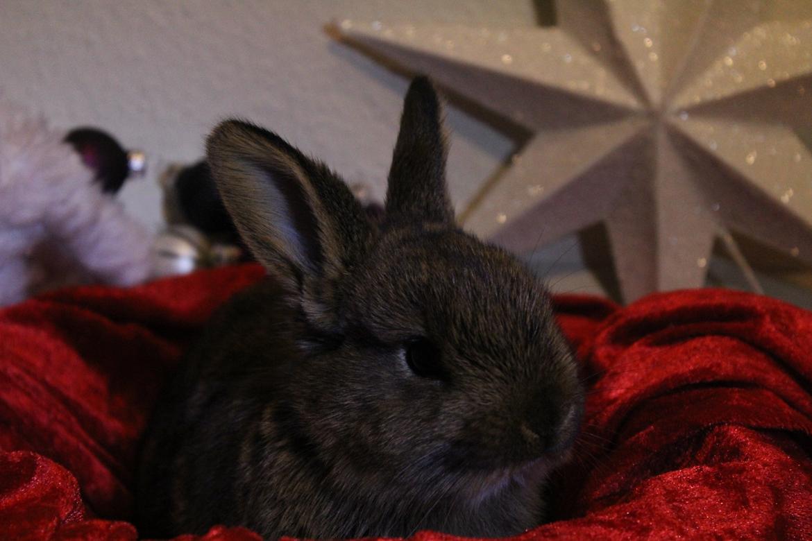 Kanin Million Dollar Baby - Farvel!.. Læg gerne en kommentar og bedømmelse! ;) Hav en god jul og godt nytår! :D
Foto: Mig. billede 11