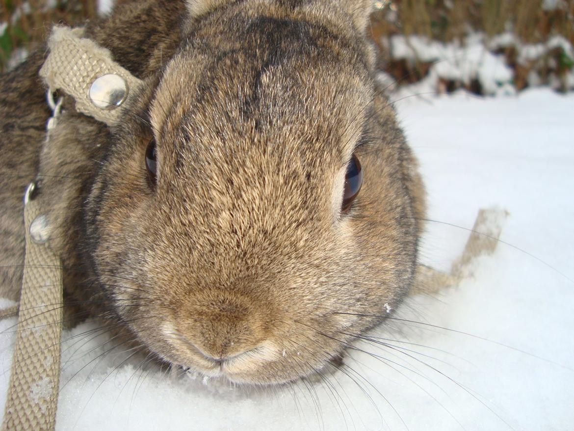 Kanin Frede billede 1